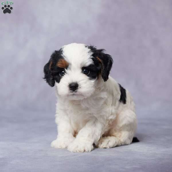 Toby, Cavapoo Puppy